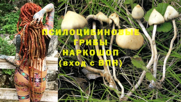 сатива Белокуриха